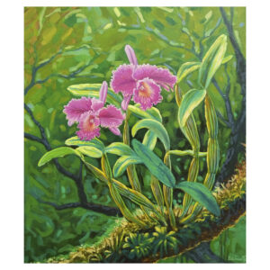 Cattleya Carmesí